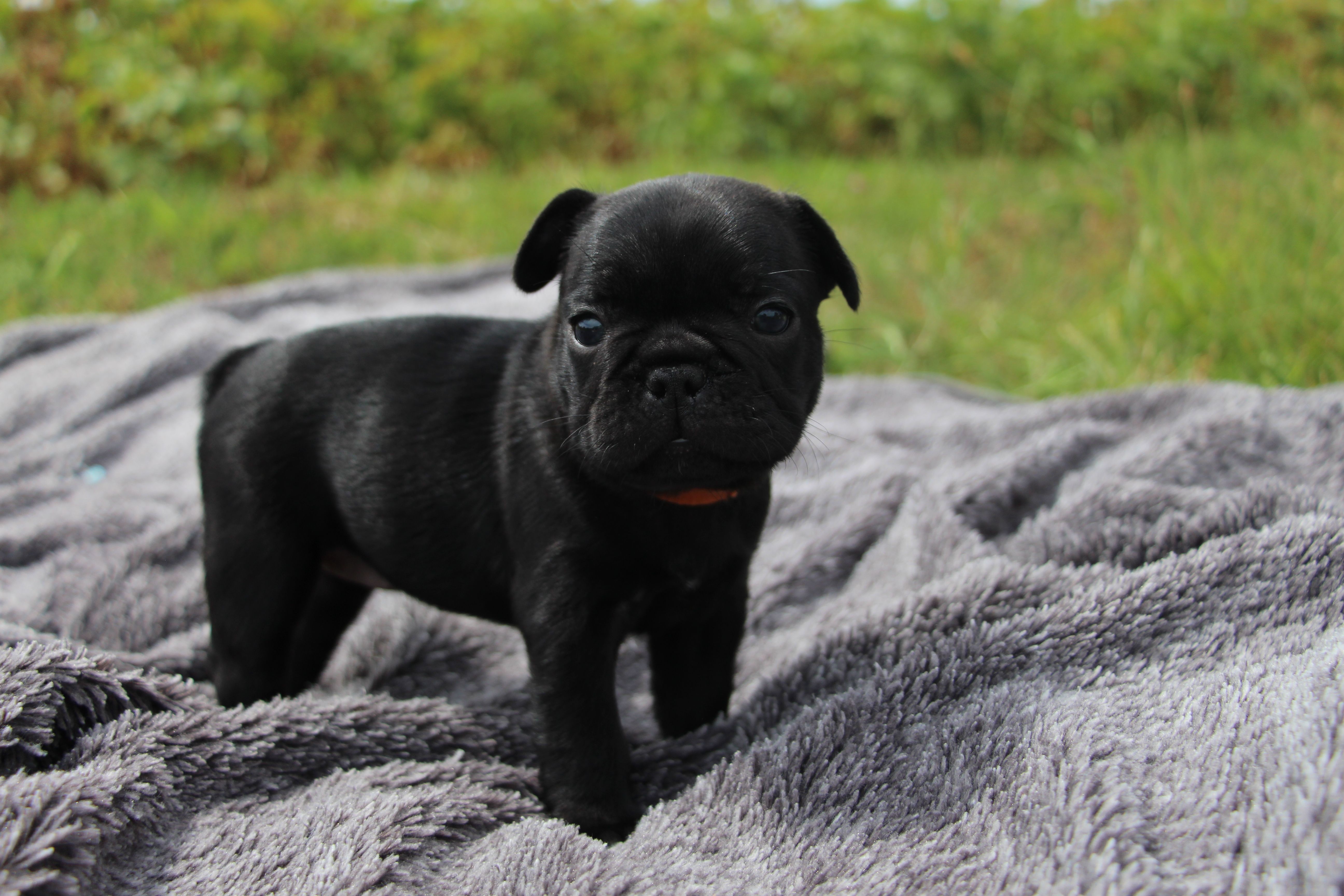  <svg class='orange'></svg> <b>Ma Cherry Melody</b> <svg class='orange'></svg>